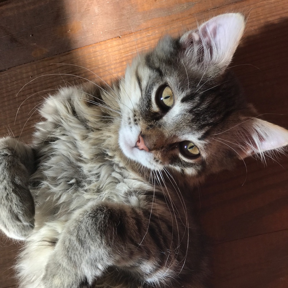 Meet your Posher, Lillian